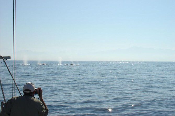 Whale Watching The Best Of Puerto Vallarta - FAQ