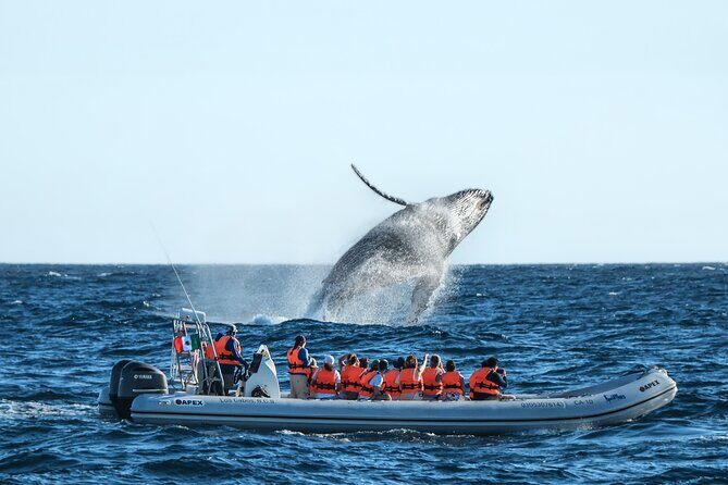 Whale Watching, The Famous Arch and Fast Boat Tour in Los Cabos - Key Points