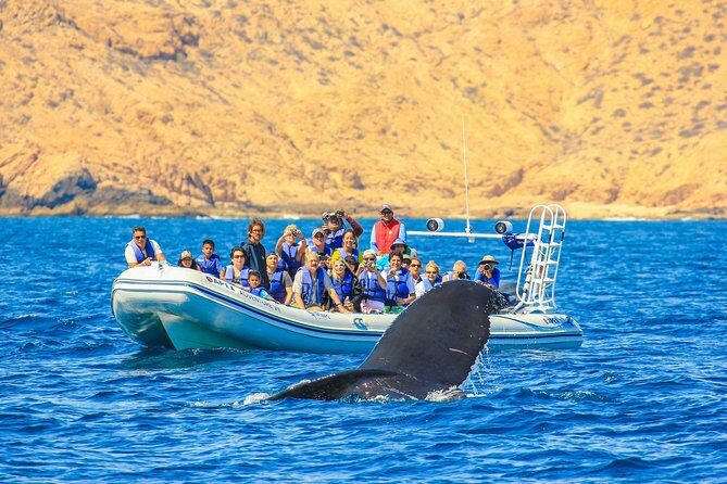 Whale Watching, The Famous Arch and Fast Boat Tour in Los Cabos - What to Expect During the Tour