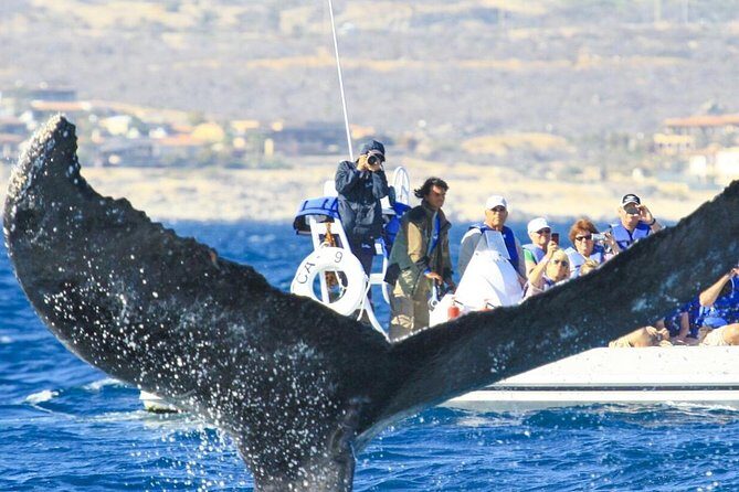 Whale Watching, The Famous Arch and Fast Boat Tour in Los Cabos - What’s Included and What’s Not