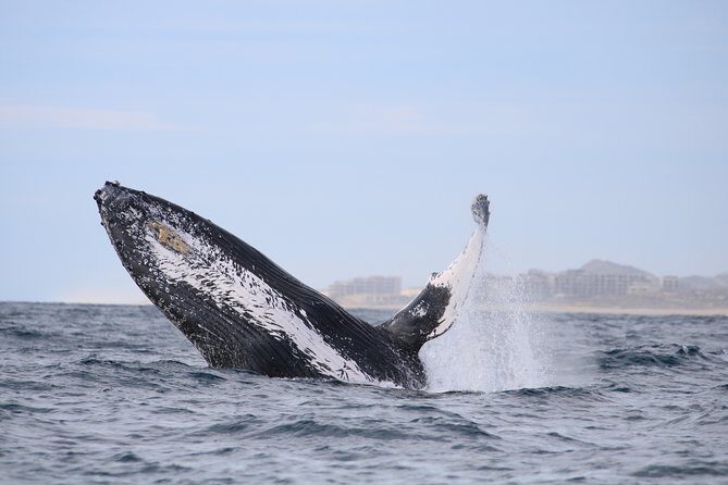 Whale Watching, The Famous Arch and Fast Boat Tour in Los Cabos - How to Get the Most Out of Your Tour