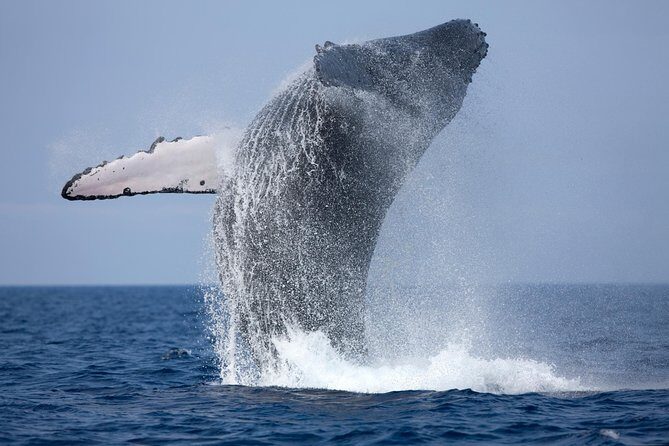 Whale Watching Tour - Key Points