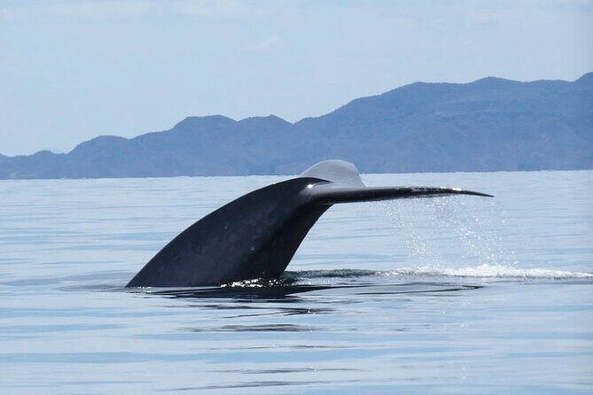 Whale Watching Tour - What to Expect from the Loreto Whale Watching Tour