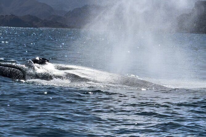 Whale Watching Tour - Why This Tour Offers Good Value
