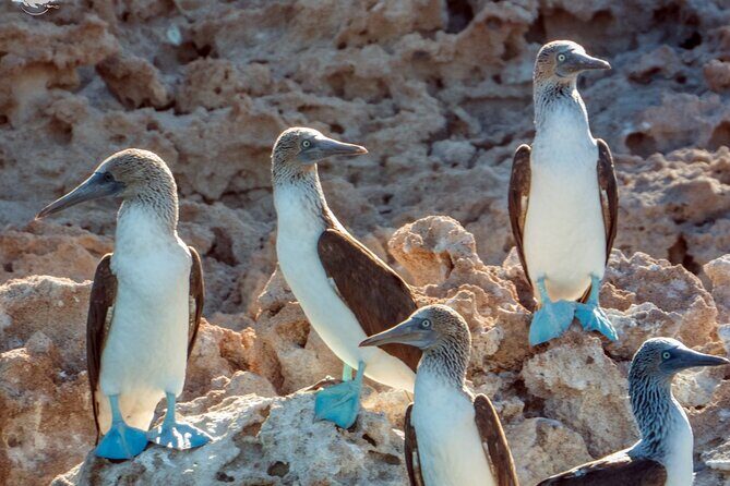 Whale Watching Tour - The Sum Up