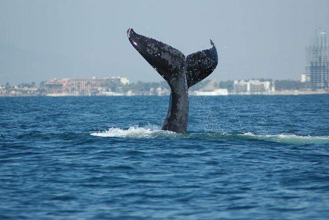 Whale watching tour - Key Points