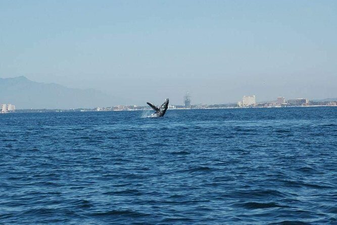 Whale watching tour - Frequently Asked Questions
