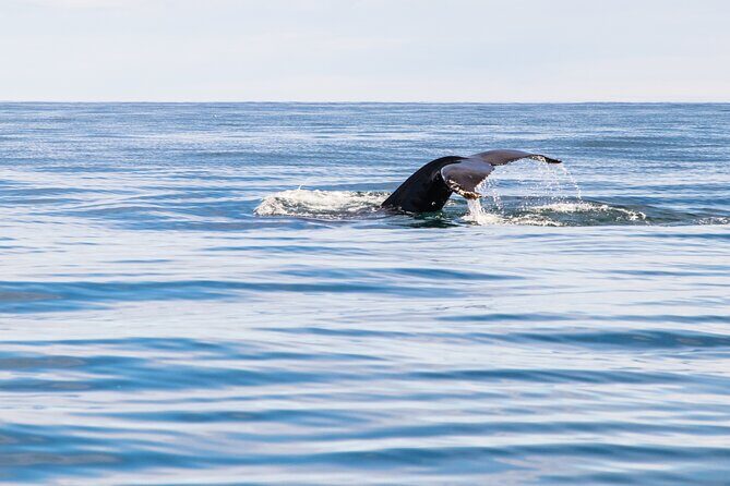 Whale Watching Tour from Akureyri City Central - Key Points
