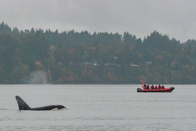 Whale Watching Tour in a Zodiac Boat in Victoria - A Deep Dive into the Experience
