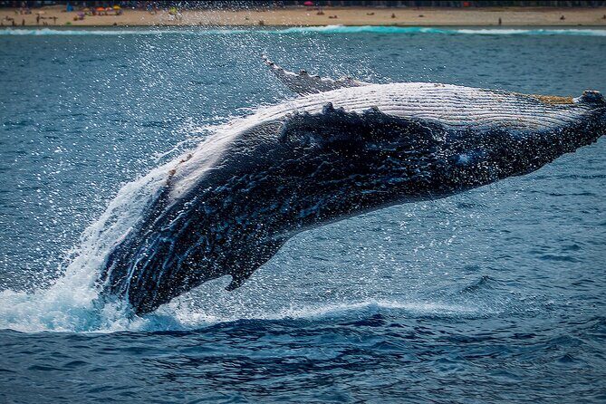 Whale Watching Tour in La Paz - What Makes This Tour Stand Out?