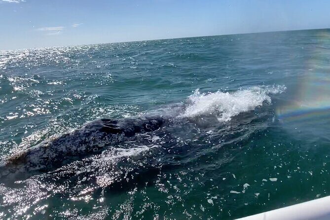 Whale Watching Tour in La Paz - The Experience in Practice