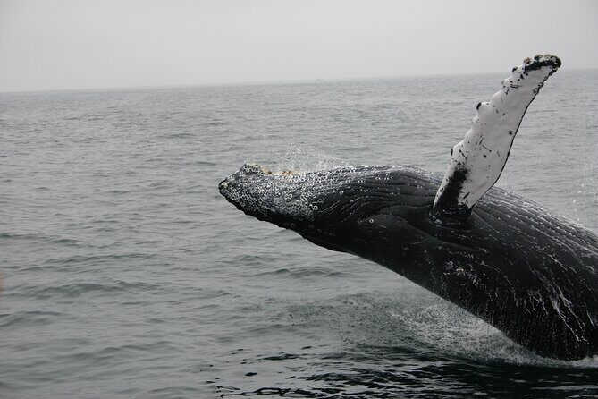Whale Watching Tour in La Paz - Analyzing the Value