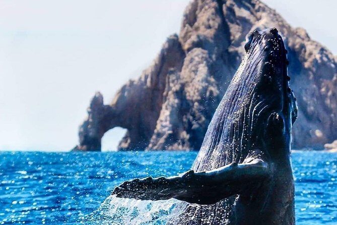 Whale Watching Tour in Los Cabos - Who Should Take This Tour?