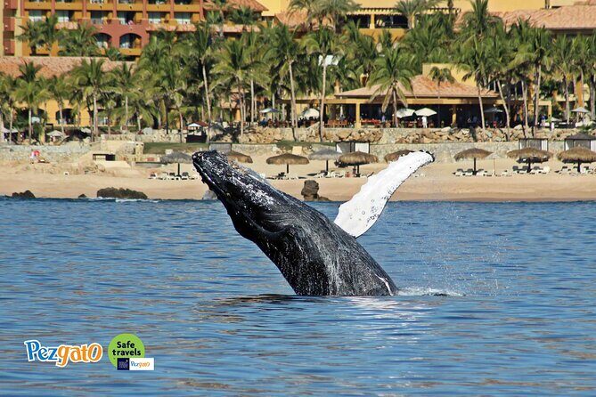 Whale Watching Tour in Los Cabos - The Sum Up