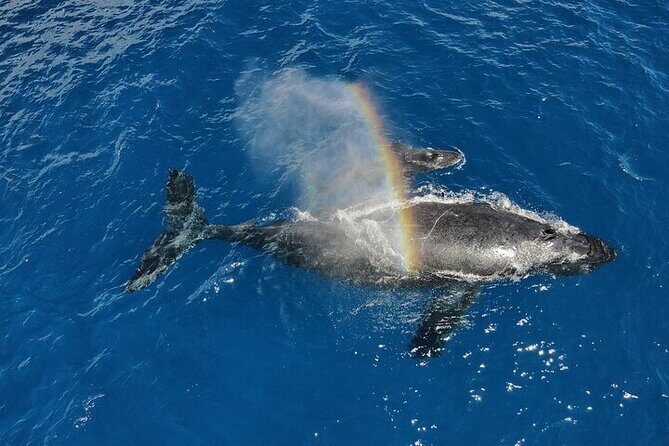 Whale Watching Tour in Waikiki Intimate Adventure on Oahu - Detailed Breakdown of the Experience