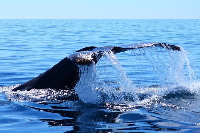 Whale Watching Tour -Incl FREE photos - Watching for Whales and Marine Life