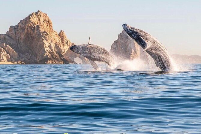 Whale Watching Tour with Arch and Beach in Cabo San Lucas - Introduction