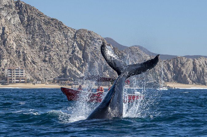 Whale Watching Tour with Arch and Beach in Cabo San Lucas - The Value of This Experience