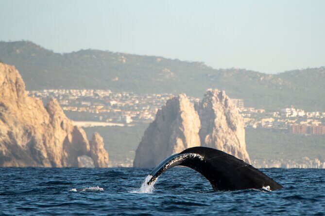 Whale Watching Tour with Arch and Beach in Cabo San Lucas - Who Should Consider This Tour?