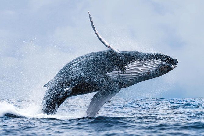 Whale Watching Tour with Professional Guide from Reykjavik - Final Thoughts