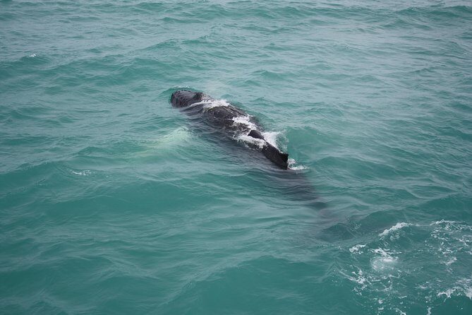 Whale Watching Tour with Professional Guide from Reykjavik - Frequently Asked Questions