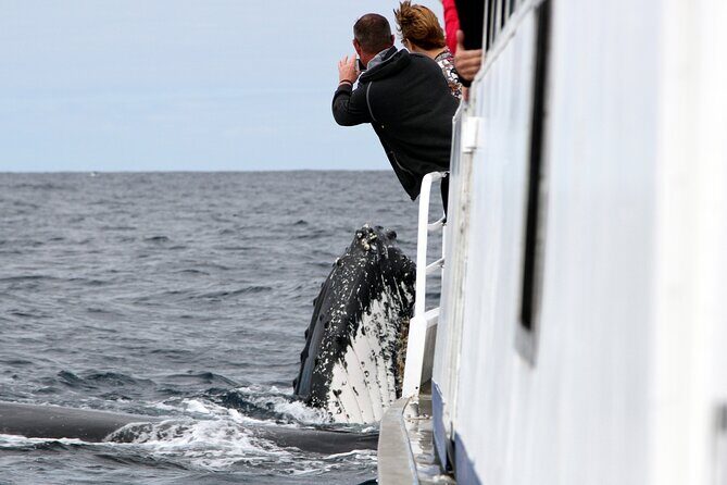 Whale Watching Tour with Spirit of Gold Coast - Introduction