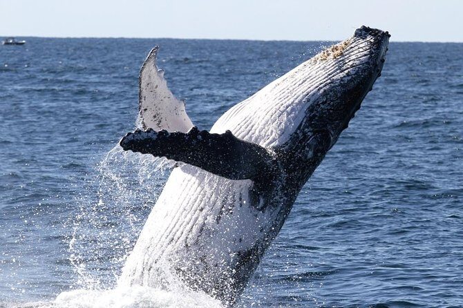 Whale Watching Tour with Spirit of Gold Coast - Key Points