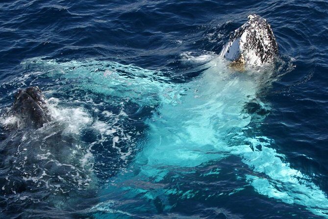 Whale Watching Tour with Spirit of Gold Coast - Comfort, Facilities, and Extras