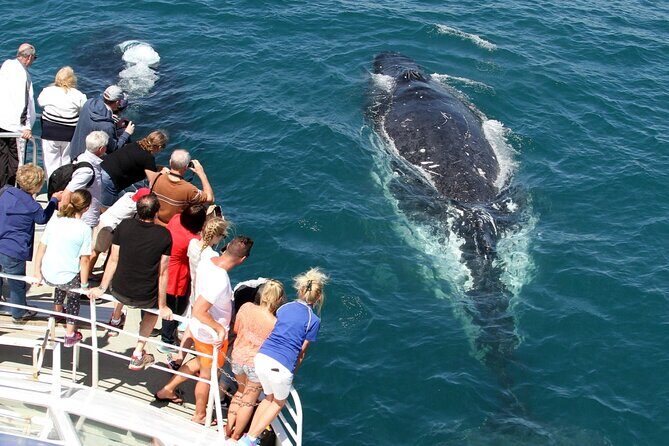 Whale Watching Tour with Spirit of Gold Coast - Price and Value