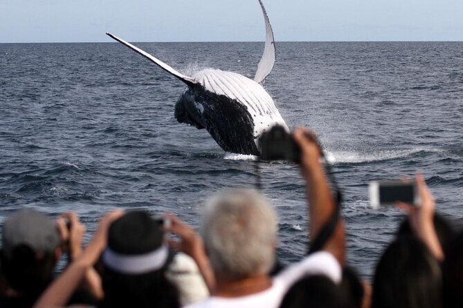 Whale Watching Tour with Spirit of Gold Coast - The Sum Up