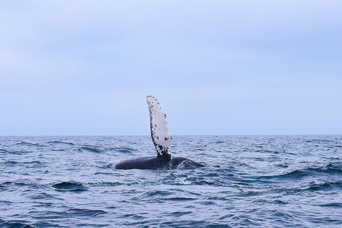 Whale Watching Warranty in San José del Cabo Snacks and drinks - An In-Depth Look at the Whale Watching Tour in San José del Cabo