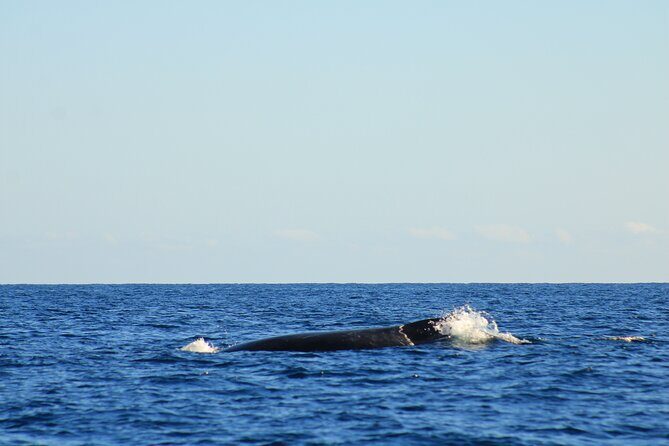 Whale Watching Warranty in San José del Cabo Snacks and drinks - Frequently Asked Questions