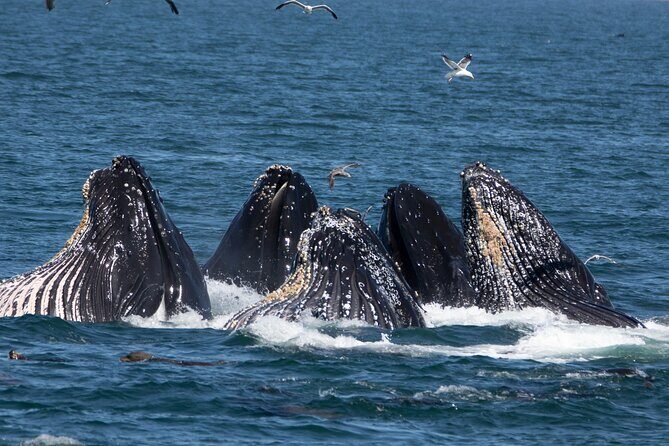 Whale Watching Winter - FAQ