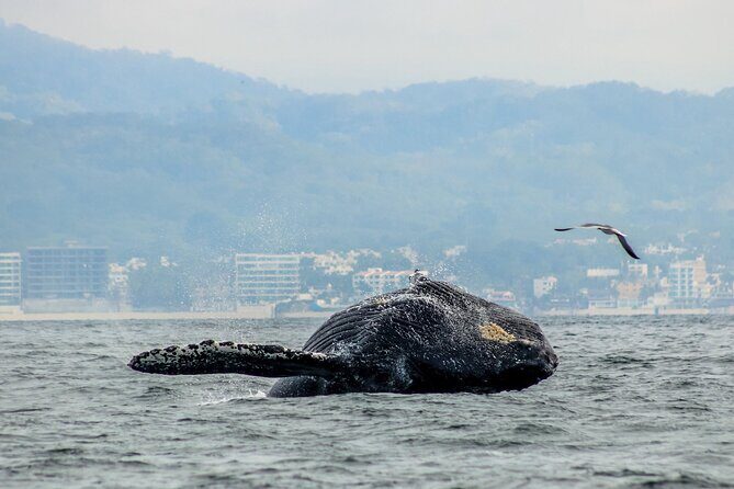 Whale Watching with Biologist and Hydrophone in Puerto Vallarta - Is It Worth the Price?