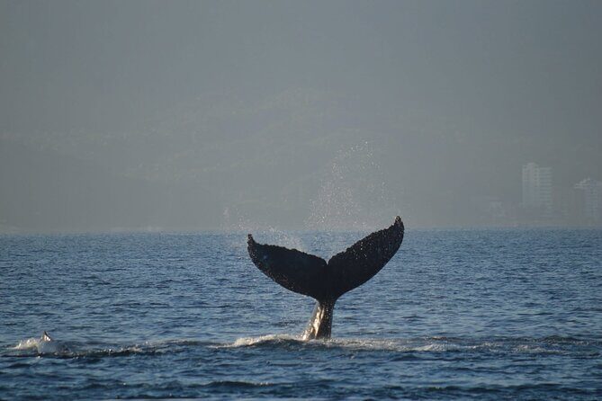 Whale Watching with Biologist and Hydrophone in Puerto Vallarta - Frequently Asked Questions