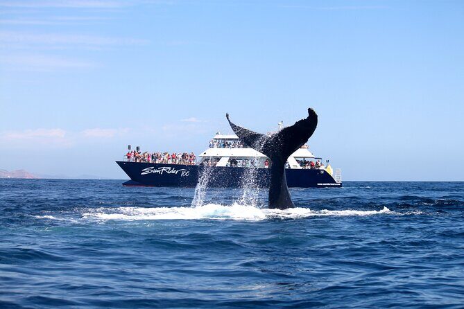 Whale Watching with Lunch and transportation included - FAQ