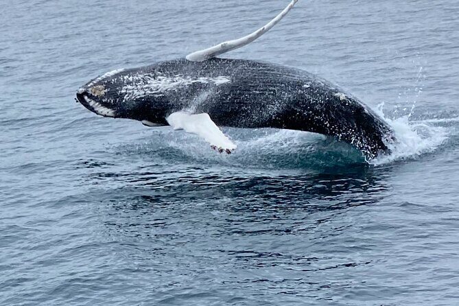 Whale Wonders Morning Expedition from Reykjavík - Authentic Experiences & Review Insights