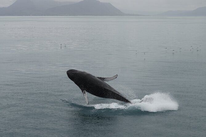 Whale Wonders Morning Expedition from Reykjavík - Who Should Book This Tour?