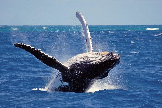 Whales and Dolphins Watching Mirissa - The Detailed Experience in Mirissa