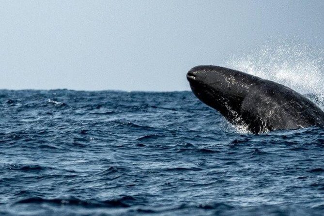 Whales and Dolphins Watching Mirissa - The Bottom Line: Who Should Book This Tour?