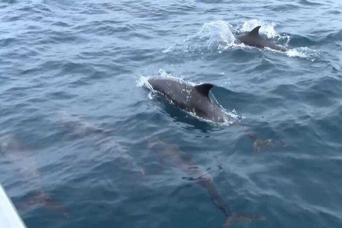 Whales and Dolphins Watching Mirissa - Frequently Asked Questions