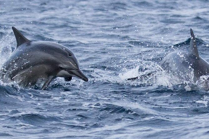 Whales and Dolphins Watching Mirissa - Final Thoughts