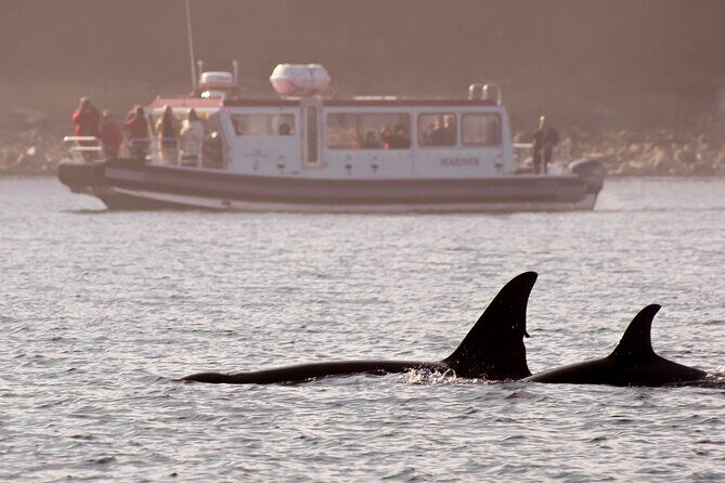 Whales and Wilderness Exploration - The Main Attraction: Whale Watching