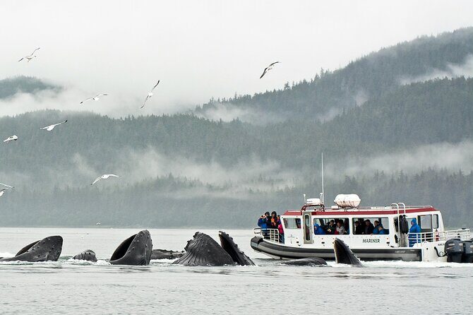 Whales and Wilderness Exploration - Who Would Love This Tour?