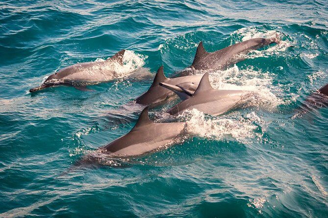 Whales & Dolphin Watching Day Tour including Handunugoda Teafactory - Practical Details and What You Gain