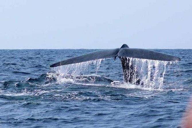 Whales & Dolphin Watching Day Tour including Handunugoda Teafactory - The Sum Up