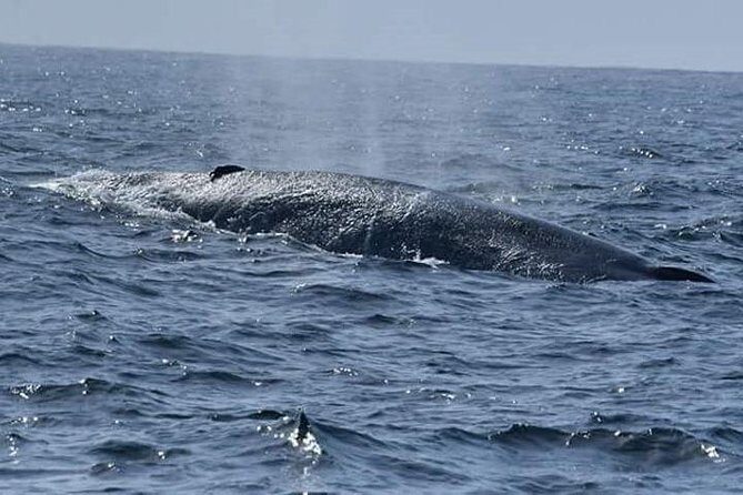 Whales & Dolphin Watching Day Tour including Handunugoda Teafactory - FAQ