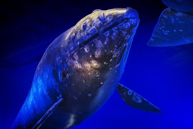 Whales Of Iceland Admission Ticket - The Sum Up: Who Will Love the Whales of Iceland