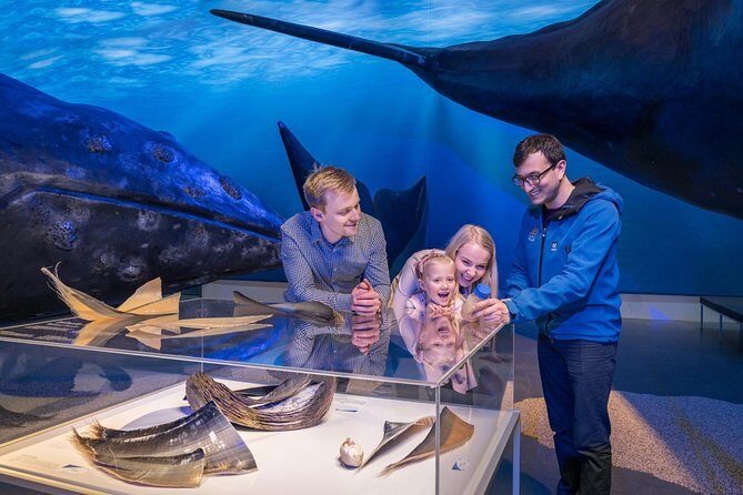 Whales of Iceland from Land and Sea - An In-Depth Look at the Whale-Watching Experience