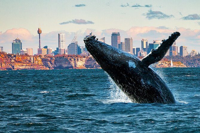 Whales of Sydney Sea Safari - What is the Whales of Sydney Sea Safari?